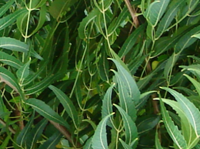 Benefits of Neem for hair, skin and health Maintains the health of the Scalp Benefits of Neem for hair, skin and health Maintains the health of the Scalp