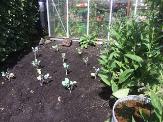 broccoli sprouting planting taking tumble plant