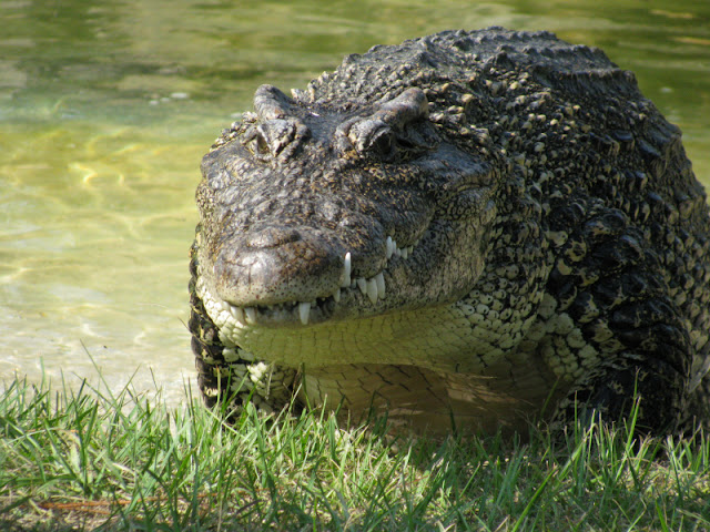 which is more expensive crocodile or alligator