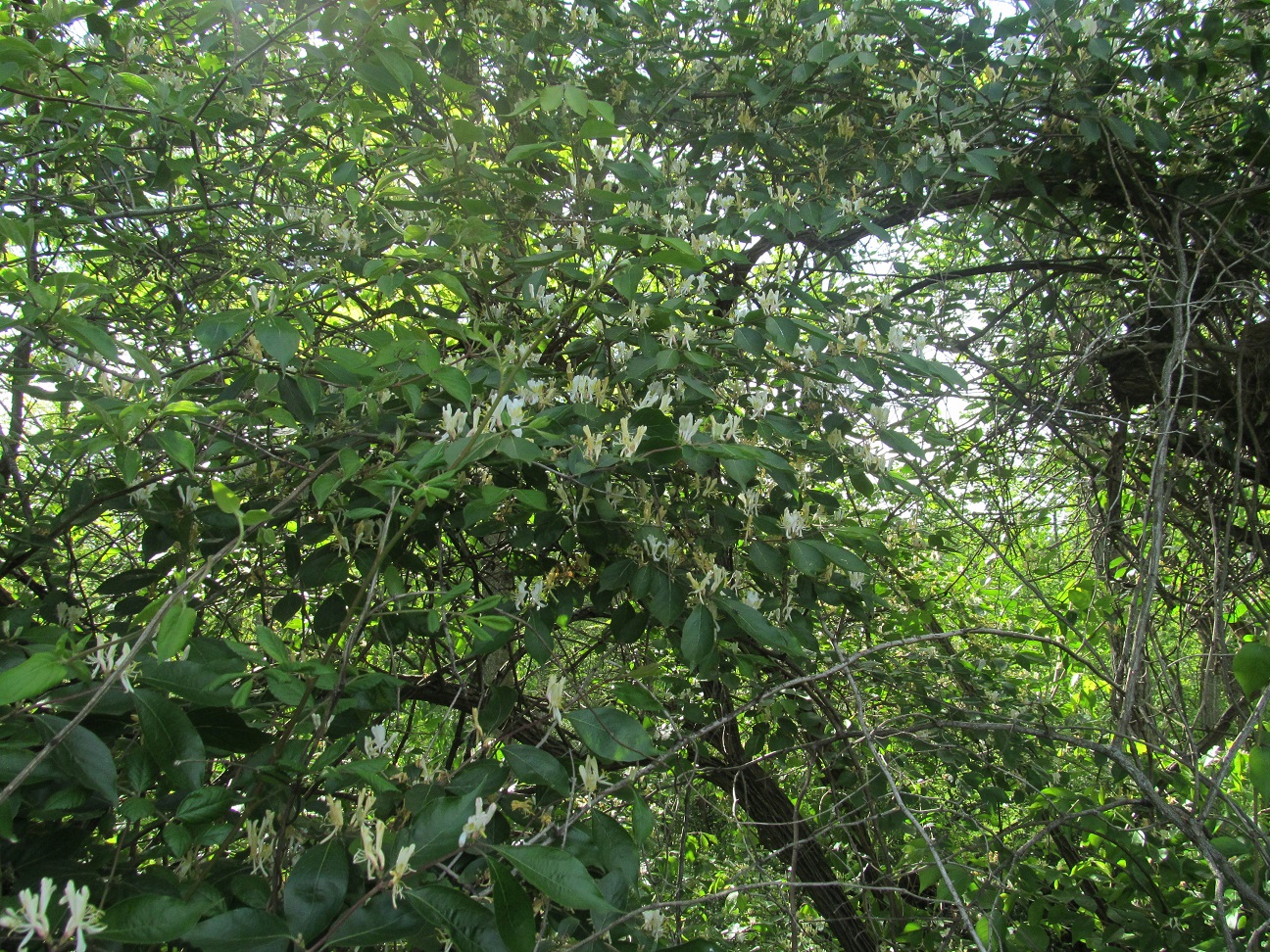 LL Farm Jasmine or Honeysuckle