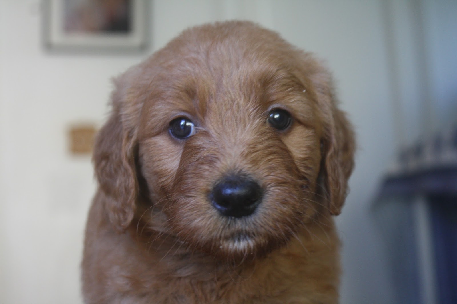 Daisey S Doodles Seattle Rosie S F1b Mini Goldendoodles Are 3