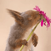 Photographer Captured Squirrels Every Day For Six Years And Here Are The Incredible Results
