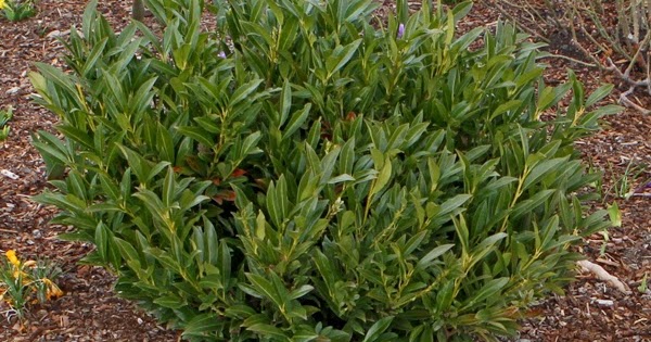 Vw Garden My Favorite Evergreen Shrub Otto Luyken Laurel