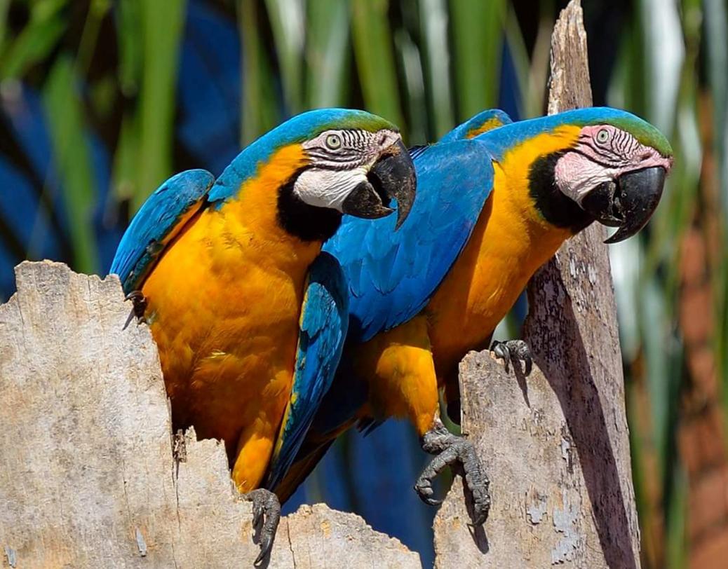 💙💛 El Guacamayo Azul y Amarillo: ¡Tu futuro amigo plumas y colores!