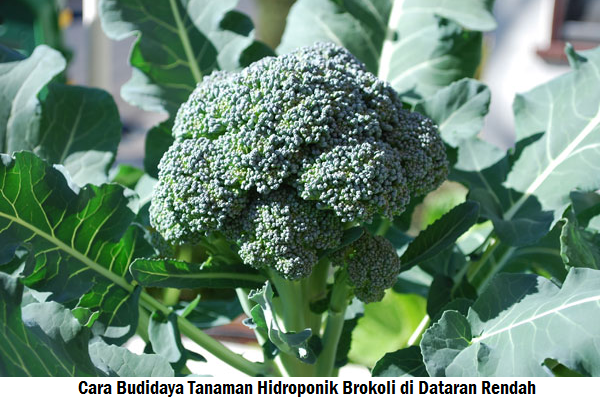 Cara Budidaya Tanaman Brokoli  Di Dataran Rendah Berbagai 