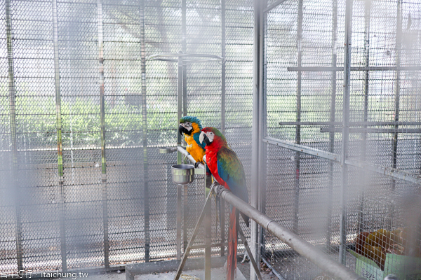 台中新社櫻花鳥森林5千棵蜀葵花、小火車、露營區,平日免費入園 台中新社櫻花鳥森林5千棵蜀葵花、小火車、露營區,平日免費入園