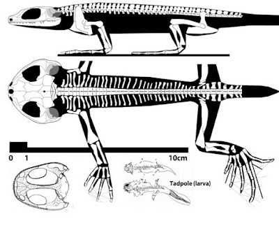 Amphibamus skeleton
