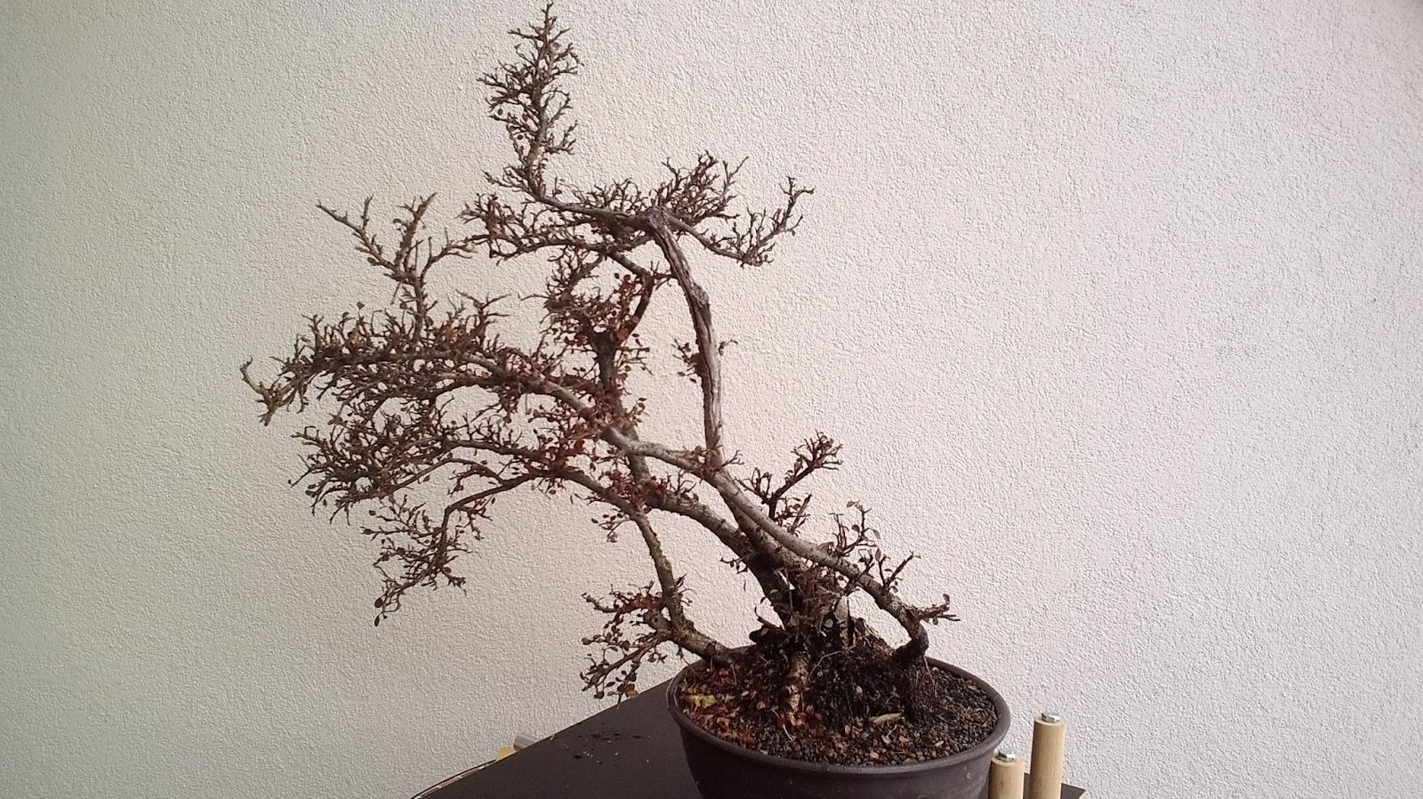just another bonsai enthusiast Cotoneaster update