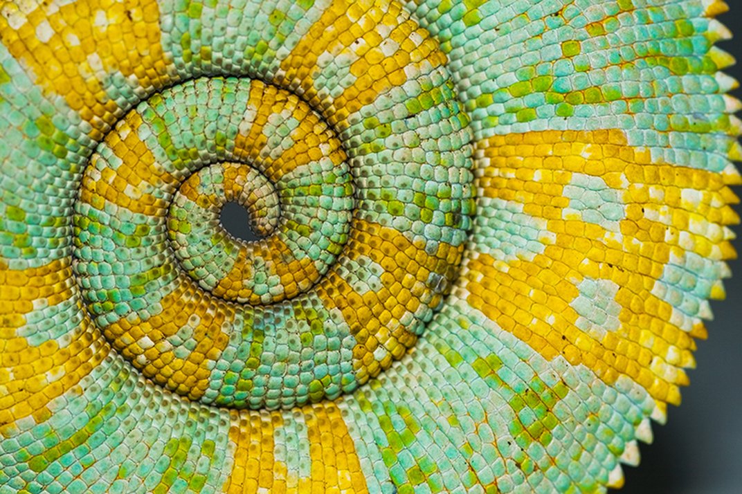 Www Smithsonianmag Com Science Nature Www Smithsonianmag Com Science Nature