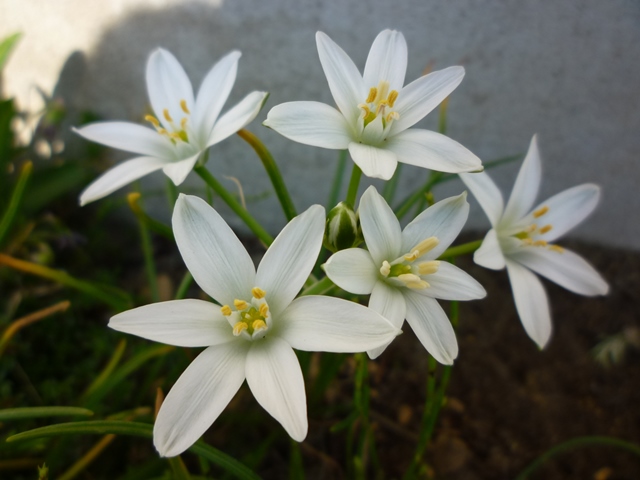 白いオーニソガラムの花