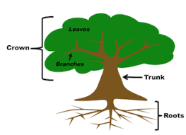 what are the 3 main parts of a tree