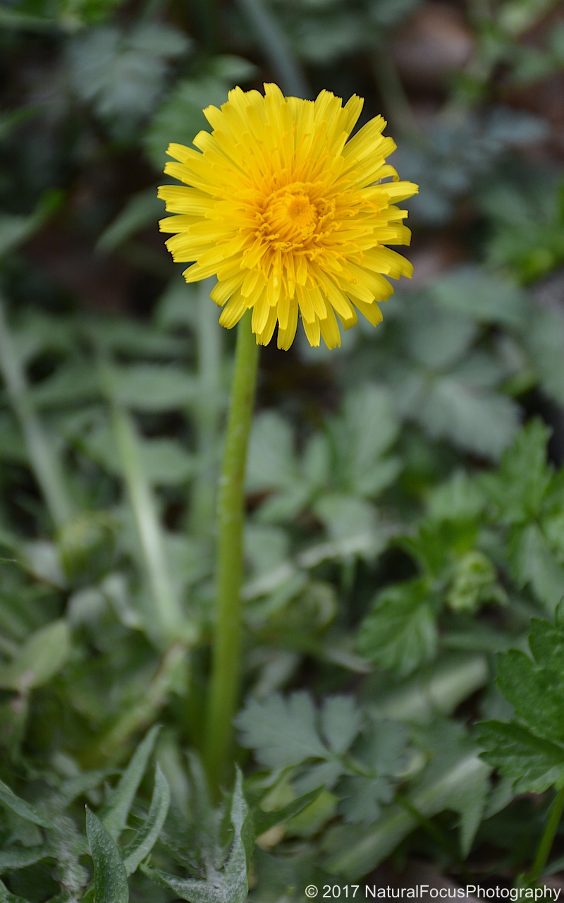 Natural Ways To Get Rid Of Weeds And Dandelions Natural Ways To Get Rid Of Weeds And Dandelions