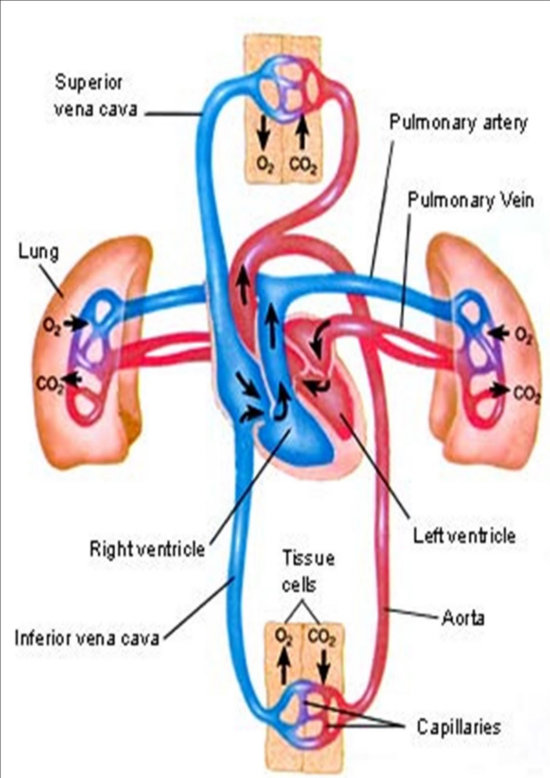 Hadijah Menulis CARA KERJA JANTUNG