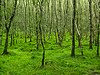 L'arbre qui cache la forêt...