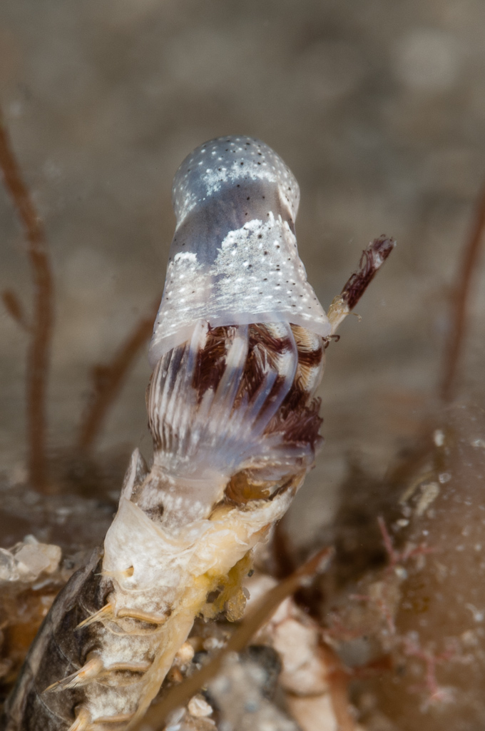 The Echinoblog Ribbon Worms The Incredible Predators You've Barely