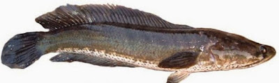 Jenis Umpan Mancing Paling Galak Ikan Gabus Liar Jenis Umpan Mancing Paling Galak Ikan Gabus Liar
