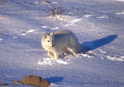 البيات الشتوي للحيوانات ” السبات “