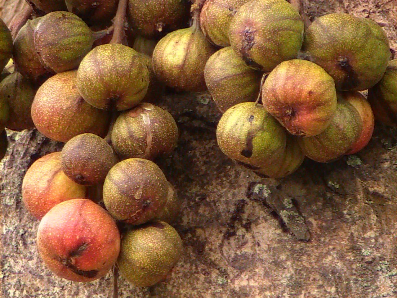 Buah Hutan Yang Bisa Dimakan - Perumperindo.co.id