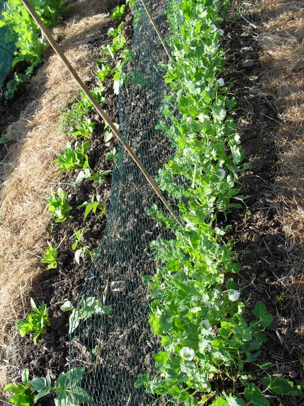 A Woman of the Soil May 2012
