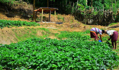 Vattavada Munnar Vattavada Munnar