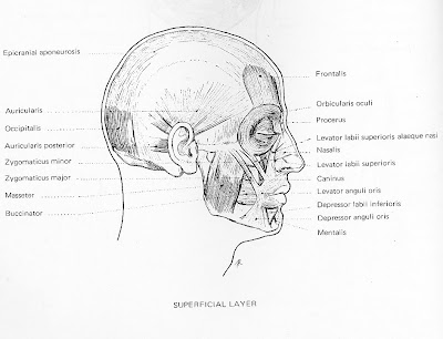 Figure Drawing and Anatomy: The Head