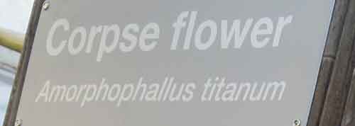 Corpse Flower (Sign)