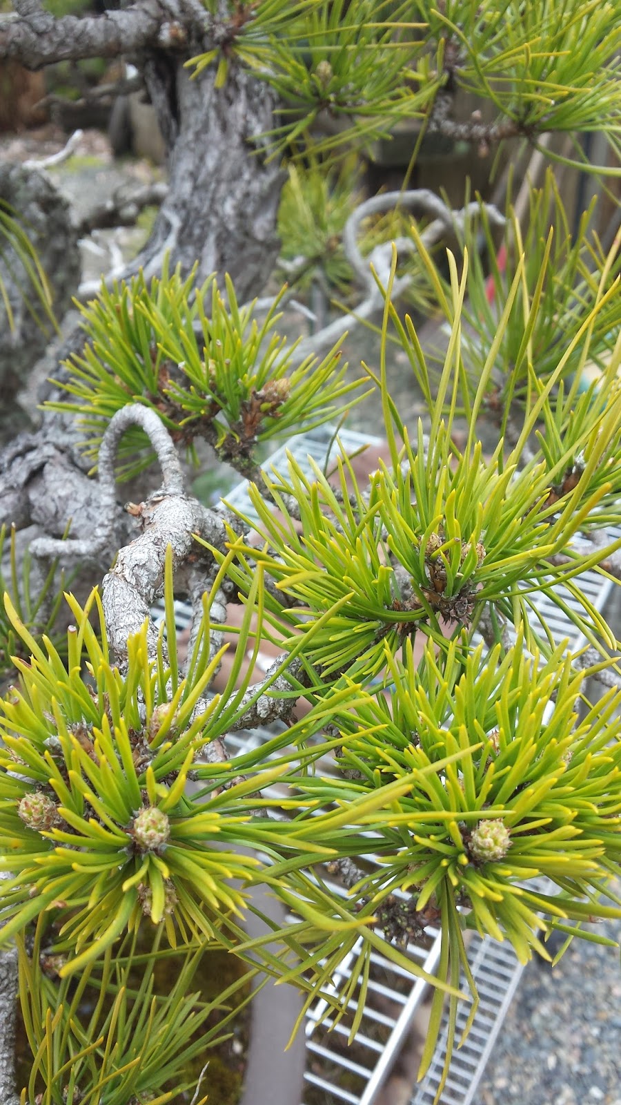 In Vivo Bonsai Pacific Bonsai Museum "Natives" Preparation Pitch Pine