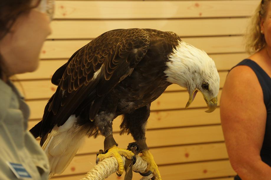 Eagles and Nature with chris7 Bald Eagle Buddy! at Wild Birds