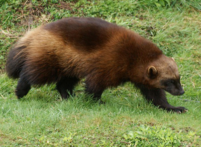 Synapsida: Weasels in the Tundra and the Jungle: Wolverines and Tayras