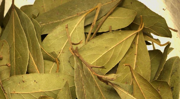 Como distinguir la eccema de la dermatitis