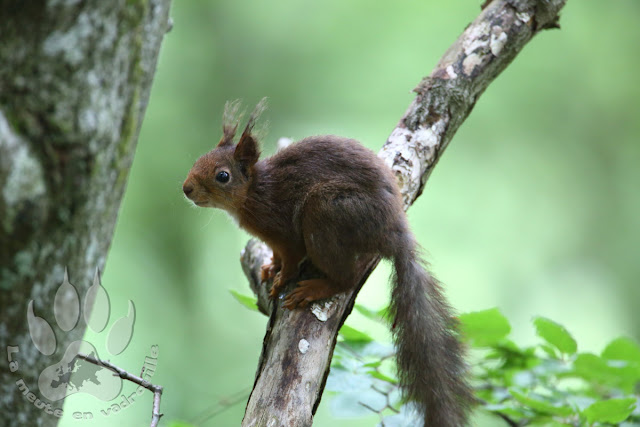 Suede-Scanie-parc-national-soderasens-ecureuil-roux