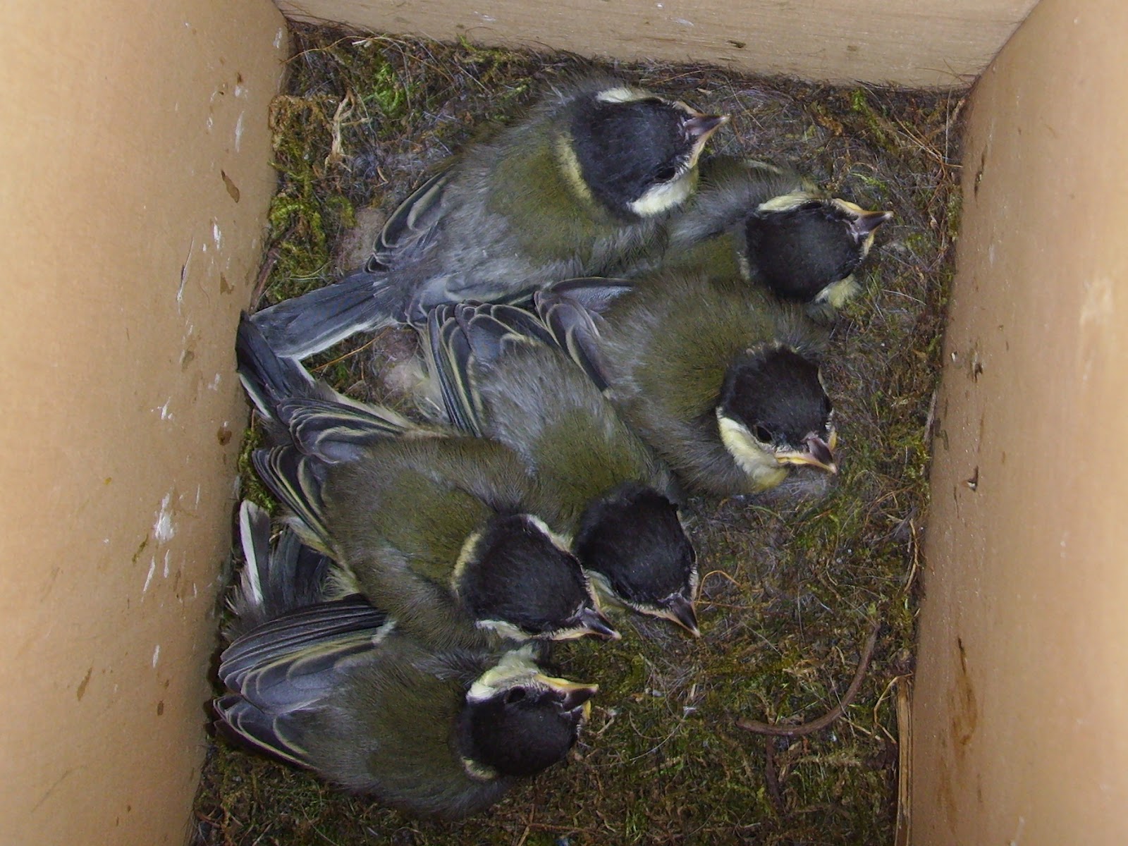Linacre Blogger: Starlings' nest.
