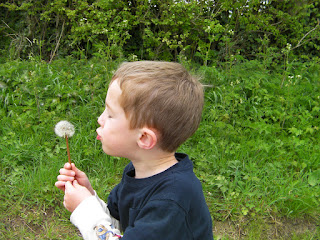 boy blowing dandelion head from roadside verge dandelion clock seeds spread on the wind
