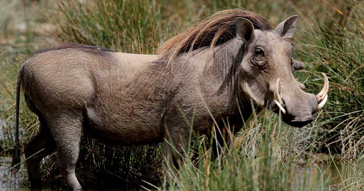 Animal That Starts With Z - Inspec Wallp Animals