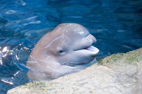 Baby Animals: Beluga - Calf 13