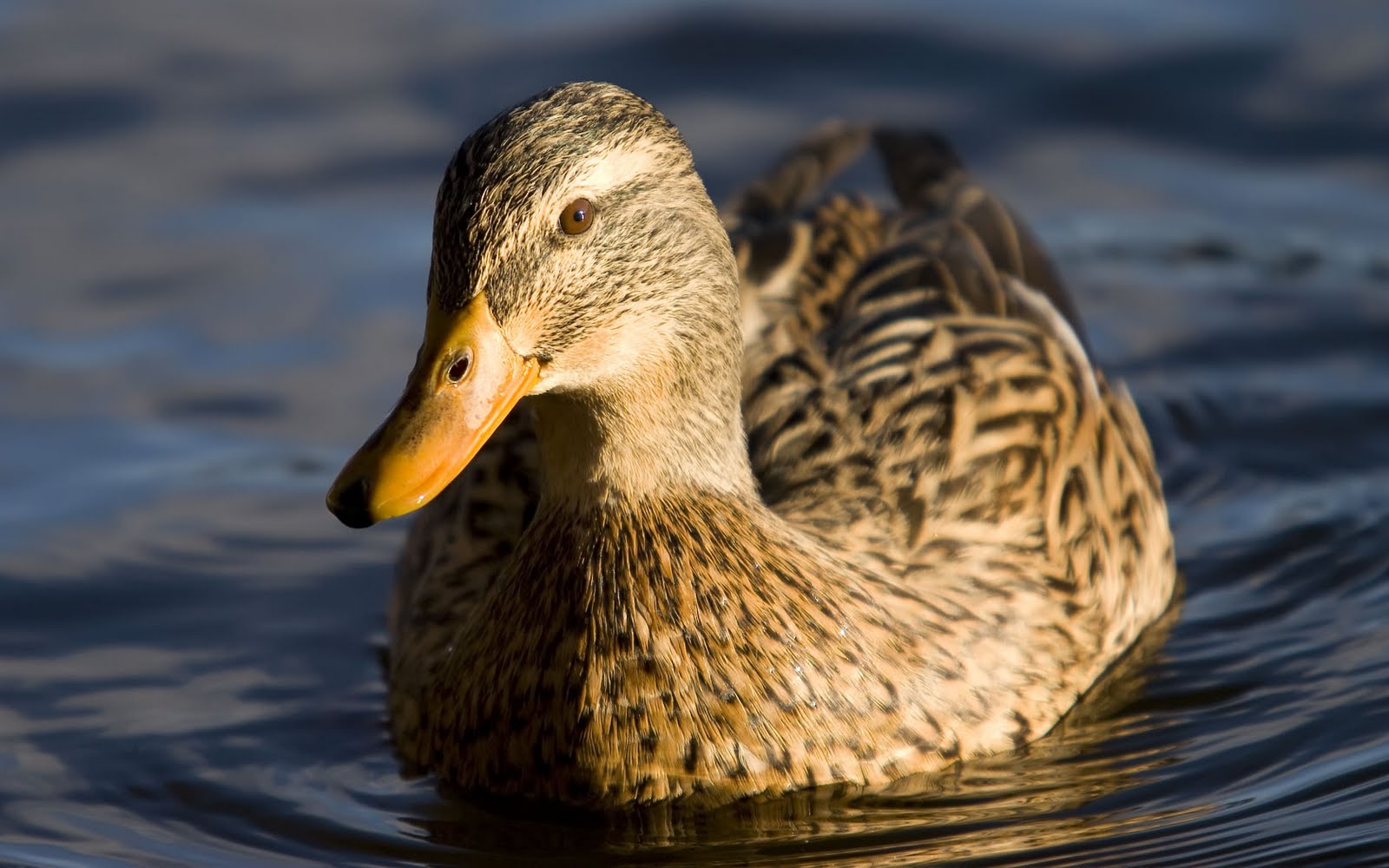 My Background Blog: duck background