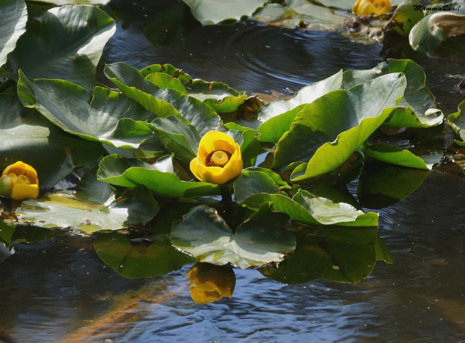 Mamma Quail Hiking California Lilies in the Water Lily Pond at Lassen Volcanic National park