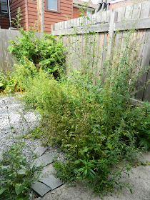 Brockton Village backyard garden cleanup Paul Jung Gardening Services Toronto before