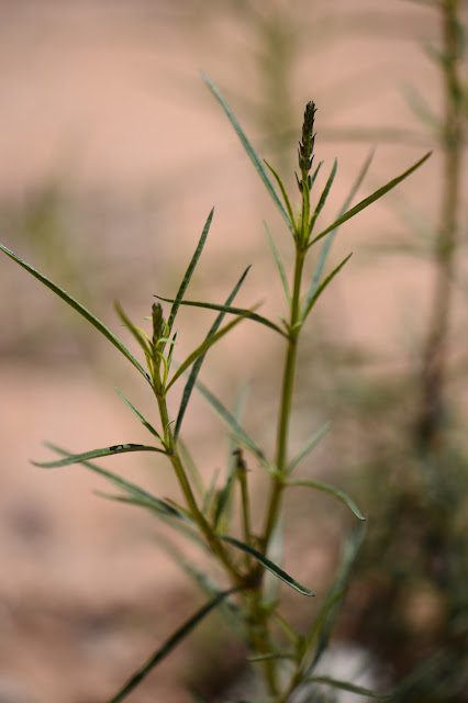 Salvia reptans foliage, GBFD