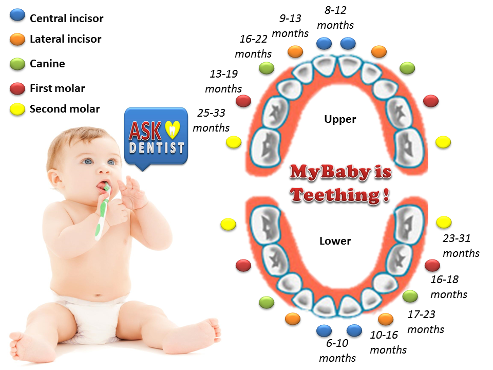 Ask DentistMY Ask Dentist When Do Your Baby Start To Get Teeth Ask dentistmy ask dentist when do your baby start to get teeth