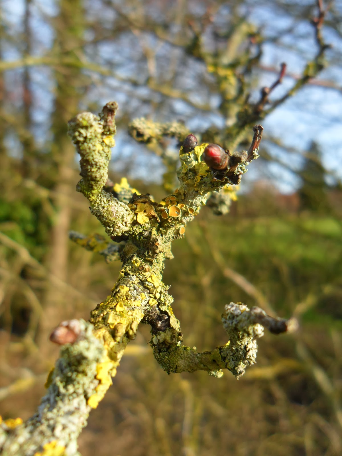 Molentak OUD EN NIEUW