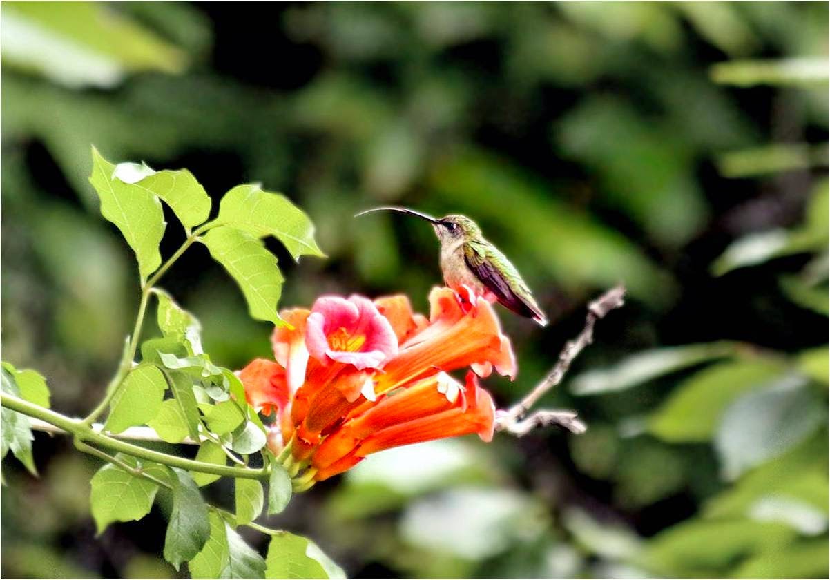 The Baiting Hollow Hummingbird Sanctuary Tongue; photos; rules