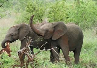 African Elephant Love Folklore Story