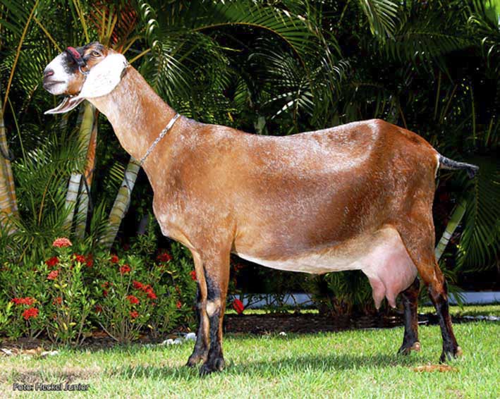 Koisas do Levy: Caprinos e Ovinos da Raça Santa Inês.