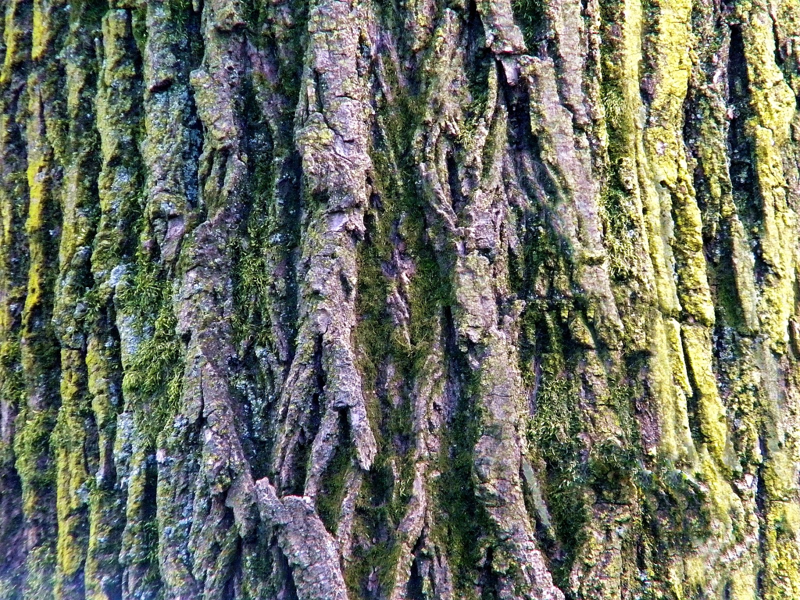 clipart tree bark - photo #3