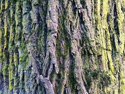 bark tree clip clipart trees frame domain trunk paintings york cliparts library clipground
