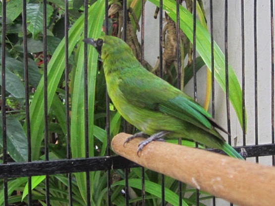 4 Tips Merawat Cucak Ijo Mabung Dengan Tepat Cara