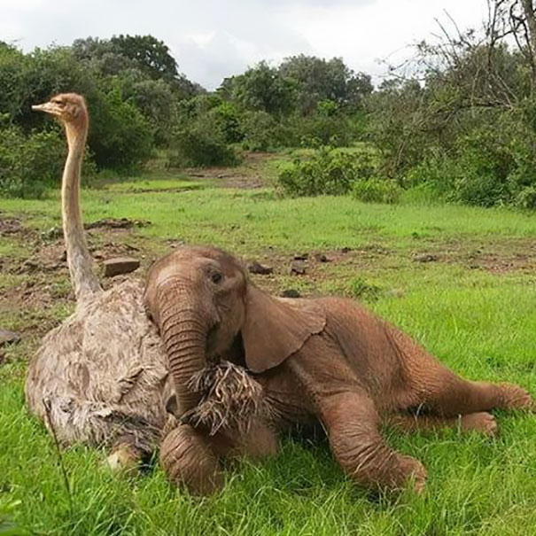 ostrich-snuggles-orphaned-elephants-5.jpg