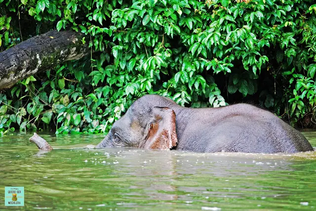 Elefante pigmeo en el río Kinabatangan, Borneo (Malasia)
