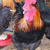  French Black Copper Marans or French Blue Copper Marans -  Is This the Breed For You